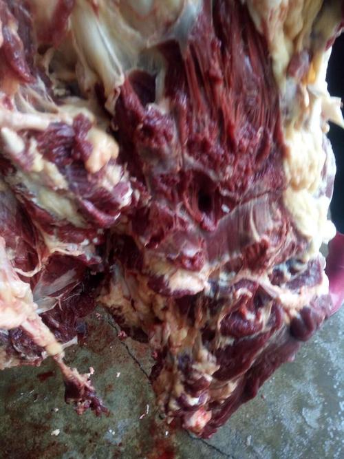 生鲜带皮驴肉批发就找龙鑫驴肉批发